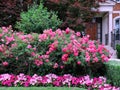 Garden of house with a hedge of shrub roses as a privacy screen