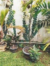 A garden in the house with some beautiful plants Royalty Free Stock Photo