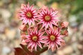 Garden houseleeks Sempervivum Arachnoideum blooming