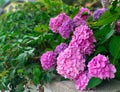 garden hydrangea, garden flowers, flower fence