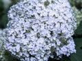 Garden hydrangea flowers close up Royalty Free Stock Photo