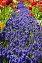 Garden Idea: Muscari Flower Path