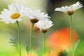 Garden idyll with daisies Marguerite, Margeriten. Royalty Free Stock Photo