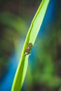 Garden insects