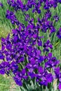 A garden of Japanese Iris bloom in the spring sunshine Royalty Free Stock Photo