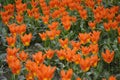 Garden of jasper-red and vermilion petal "Toronto" tulips with bronze base, among green leaves