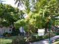 Garden in Key West, Florida Keys Royalty Free Stock Photo