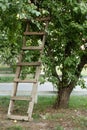 Garden ladder leaning against apples tree, preparations for harvest season. Pruning gardening high green plants in garden.