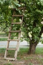 Garden ladder leaning against apples tree, preparations for harvest season. Pruning gardening high green plants in garden. Concept
