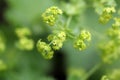 Garden lady mantle (Alchemilla mollis) flowers Royalty Free Stock Photo