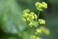 Garden lady mantle (Alchemilla mollis) flowers