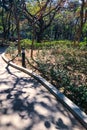 Garden lamp, green tree with shadow on the road in urban park Royalty Free Stock Photo