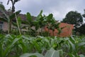 Garden landscape photos and beautiful cloud sightings. Royalty Free Stock Photo