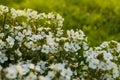 Garden landscape with small white Arabis flowers