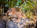 Garden landscape of Suan Nongnooch Pattaya, Scenery of French garden, blue sky and green