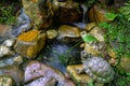 Garden landscape with waterfall, rocks and green plants, Oasis and nature background concept Royalty Free Stock Photo