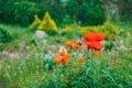 Garden Landscaping Design. Flower Bed, Green Trees Royalty Free Stock Photo