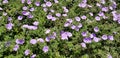 Garden and landscaping groundcover blooms Royalty Free Stock Photo