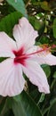 Garden and landscaping shrubs with blooms hibiscus Royalty Free Stock Photo