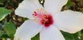 Garden and landscaping shrubs with blooms hibiscus Royalty Free Stock Photo