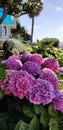 Garden and landscaping shrubs with blooms hydrangea Royalty Free Stock Photo