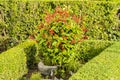 Garden With Lantana Camera Hedging