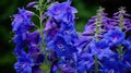 garden larkspur flower