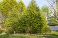 Garden with lawn and trees