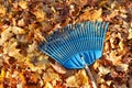 Garden leaf rake on surface of fallen maple leaves on autumn sunny day Royalty Free Stock Photo