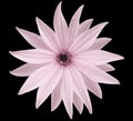 Garden light pink flower, black isolated background with clipping path. Closeup. no shadows. view of the stars, for the design. Royalty Free Stock Photo