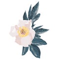 Garden light pink peony with blue leaves. Watercolor, hand painted, isolated on white background. Royalty Free Stock Photo