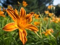 Garden of Lilies in shades of Orange in the summer