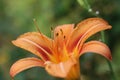 Garden lily with orange flower and green leaves in the garden on a warm summer day, closeup Royalty Free Stock Photo