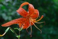 Garden lily with orange flower and green leaves in the garden Royalty Free Stock Photo