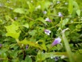 a crustacean lindernia plant that grows well in the garden