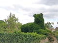 Garden lion topiary