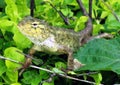 Garden lizard Royalty Free Stock Photo