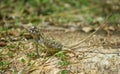 Garden lizard, Animal, Nature, wildlife, srilanka