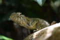 Garden lizard, Animal, Nature, wildlife, srilanka