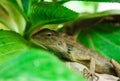 A Garden lizard Royalty Free Stock Photo