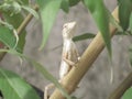 Garden lizard Royalty Free Stock Photo