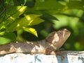 Garden lizard or chemeleon basking Royalty Free Stock Photo