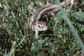 A garden lizard hides in the green grass Royalty Free Stock Photo