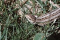 A garden lizard hides in the green grass Royalty Free Stock Photo