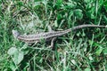 A garden lizard hides in the green grass Royalty Free Stock Photo