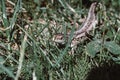 A garden lizard hides in the green grass Royalty Free Stock Photo