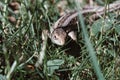 A garden lizard hides in the green grass Royalty Free Stock Photo