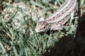 A garden lizard hides in the green grass Royalty Free Stock Photo