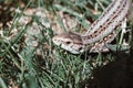 A garden lizard hides in the green grass Royalty Free Stock Photo