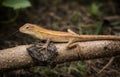 Garden Lizard Resting on Tree Branch. Royalty Free Stock Photo